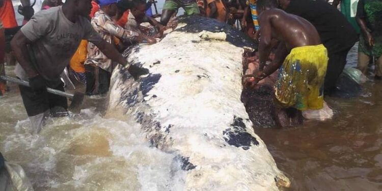 Dead whale in Bayelsa State, eaters risks mercury poisoning